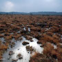 Wassergefüllte Schlenken im Store Mosse Nationalpark, Süd-Schweden