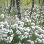 Fruchtendes Scheidiges Wollgras (Eriophorum vaginatum).