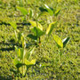 Drachenwurz (Calla palustris) in einer Schwingdecke.