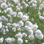 Fruchtschöpfe des Scheidigen Wollgrases (Eriophorum vaginatum).