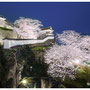 臼杵城趾夜桜