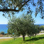 Balcony with olive trees and unlimited sea view