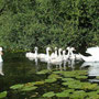Famille de cygnes