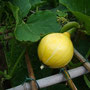 Potimarron