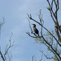 Cormoran estivant à Bonnencontre