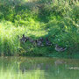 Famille de colverts