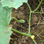 Melon