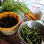 Haricots verts, carottes nouvelles et cassis