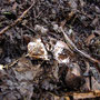Des champignons ont attaqué les tronçons de branches