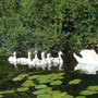 Famille de cygnes