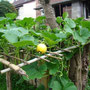 Potimarron