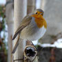 Rouge gorge (photo Annick)