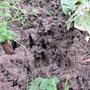 Traces de chevreuil dans le jardin