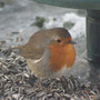 Rouge gorge qui gonfle ses plumes