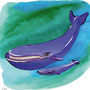 La baleine bleue