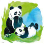 Le panda