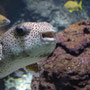 gepunkteter Igelfisch