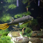 Goldringel_Kugelfisch