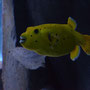 Zitronenkugelfisch