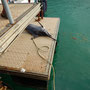 2017_04_01 Insel Praslin , 90 kg Fisch im Hafen