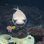gepunkteter Igelfisch