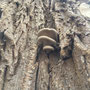 Am selben Baumstamm, auf der Rückseite Austernpilze, Pleurotus ostreatus