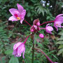 Orchideen am Wegrand