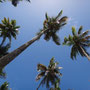 Hohe Kokos Palmen am Sandstrand 