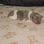 09.12.20210- Frankie