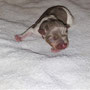 1.12.2021 - Frankie