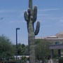 Giant saguaro in front of the Surprise, AZ Post Office