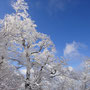 青空をバックに綺麗な樹氷