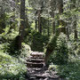 Bruggerwald