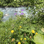 Dotterblumen