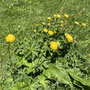 Sumpfdotterblume