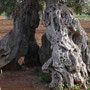 Mehrere hundert Jahre alter Olivenbaum