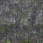 Im Jahre 2007 verbrannte Pinienwälder auf der Halbinsel Gargano