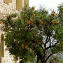Mistras: Orangenbaum mitten in den Ruinen