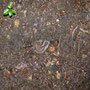 Ein wüstes Exemplar eines giftigen Kronenbecherlings steht am Wegrand