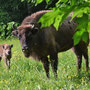 Wisentkuh mit Kalb