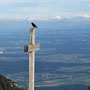 ein Rabe sitzt auf dem Röti - Kreuz