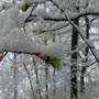 Die spriessenden Bäume wurden noch einmal mit Schnee zugepudert