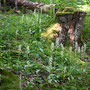 Orchideenfeld