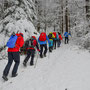 Im Gänsemarsch in den Wald