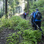 hinein in den Wald