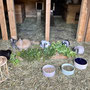 Kaninchen zum Streicheln und Füttern