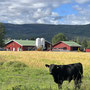 Angus cattle in front of Nordstu farm