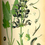 Sauge des prés (Salvia pratensis) Plantes sauvages comestibles et médicinales de Nouvelle Aquitaine