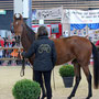 Asha, parade des races