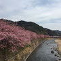 河津桜まつり　静岡県賀茂郡河津町　2月末